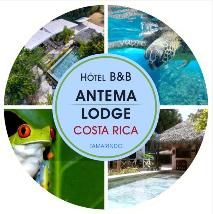 Antema Lodge Secteur Tamarindo, Piscine, Yoga, Gym, Jungle Et Paix Bagian luar foto